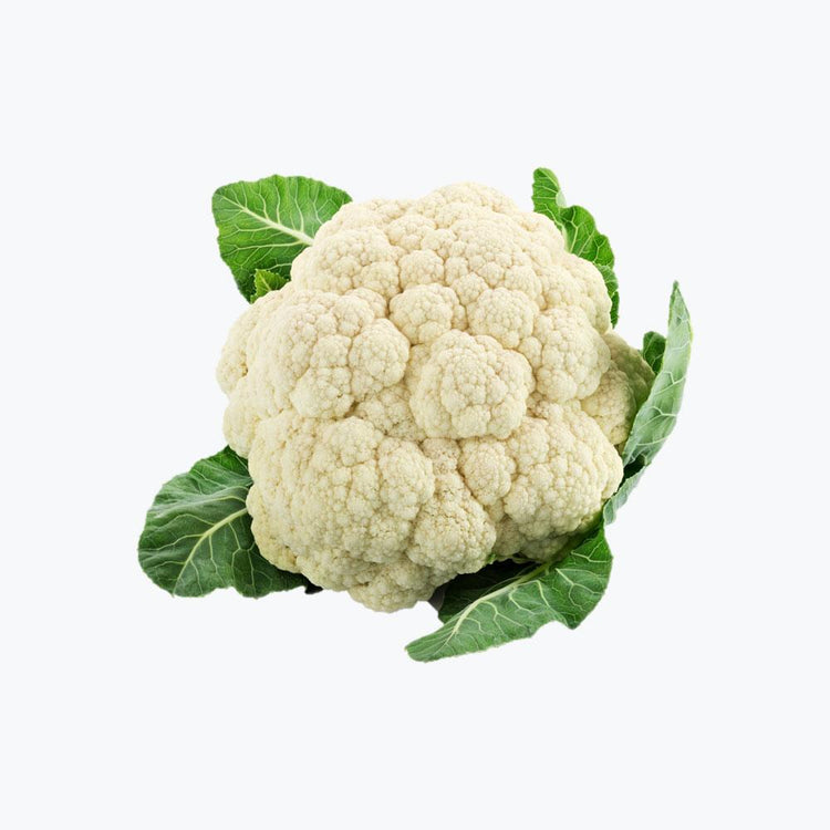 Fusce fermentum